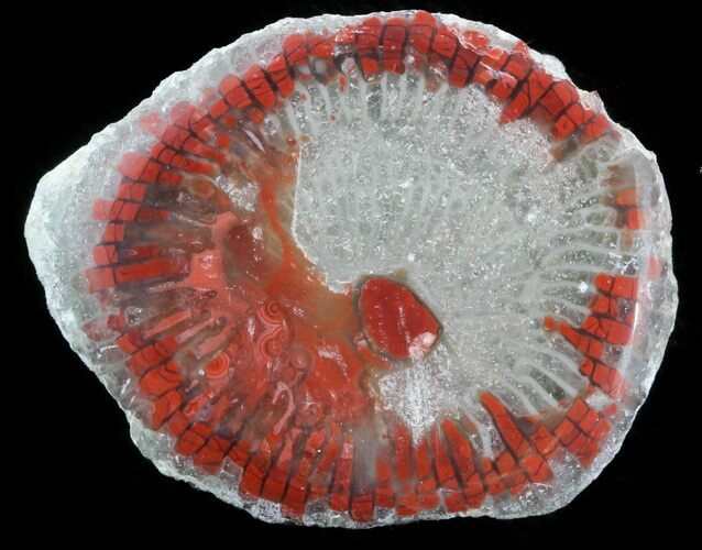 Pennsylvanian Aged Red Agatized Horn Coral - Utah #46734